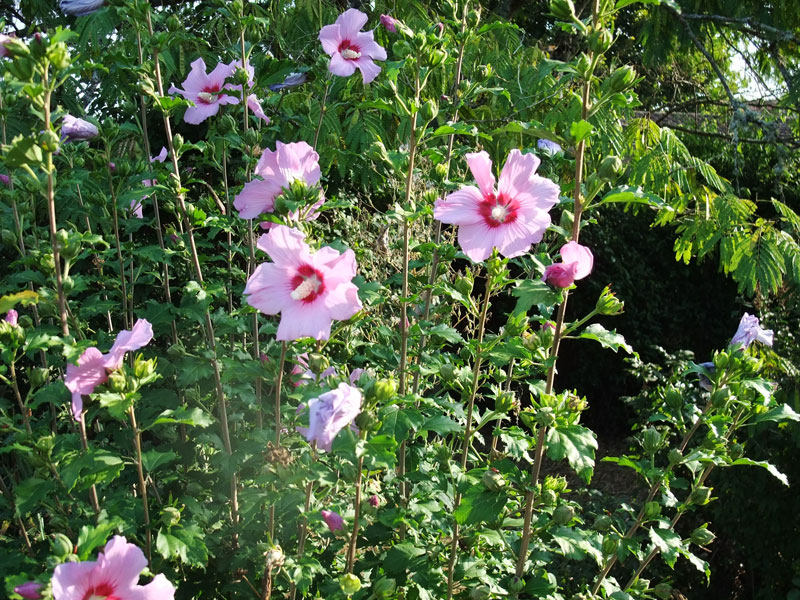 Image 32